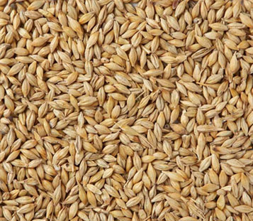 Barley 