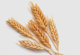 Food Grains