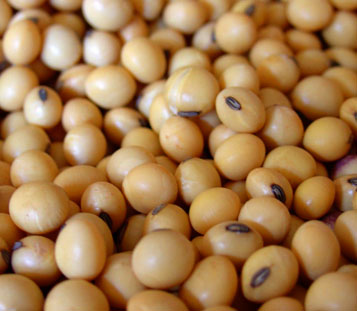 soyabean